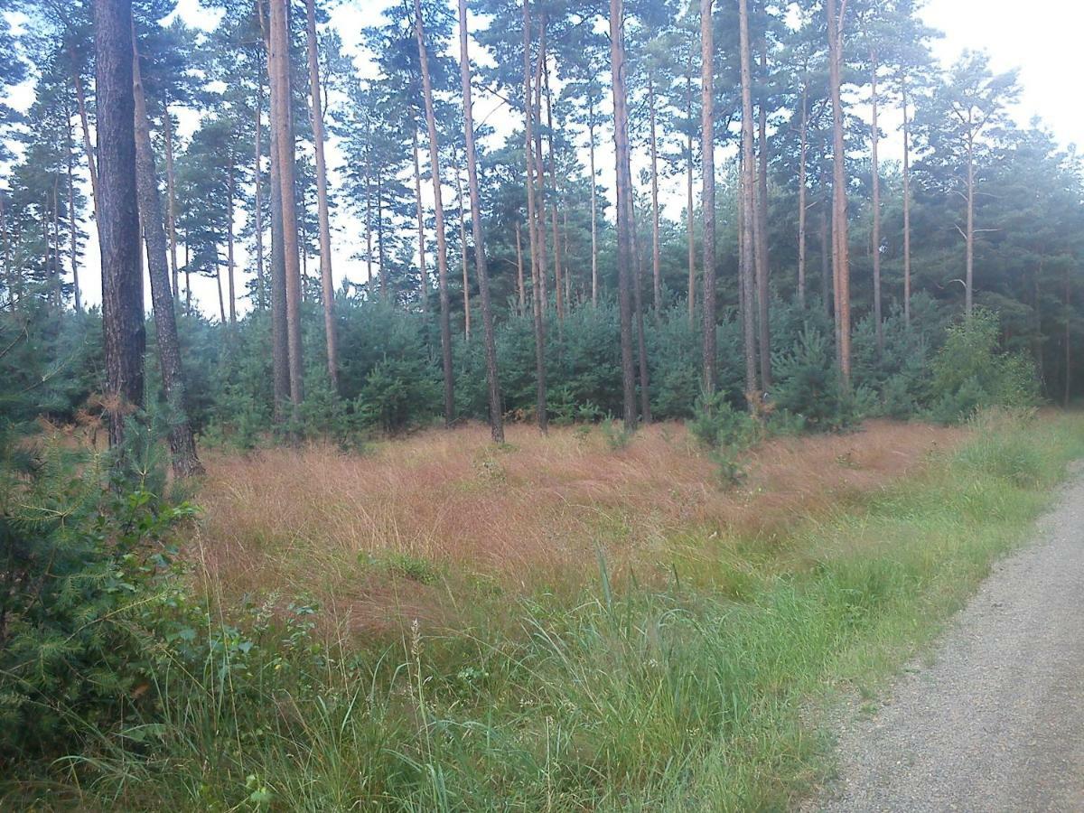 Ferienwohnungen 3 Birken Briesen  Экстерьер фото